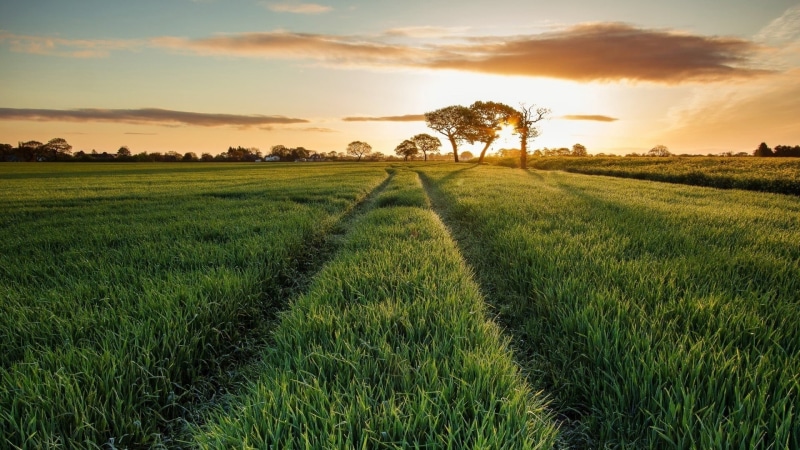 sunset, landscape, grass, field, brown, beauty in nature, agriculture, tranquil scene, land, outdoors, area, no people, plant, farm, scenics - nature, white