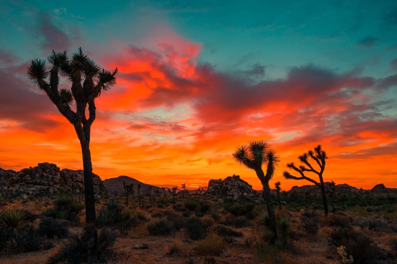 Landscape, 5K, rocks, joshua tree national park, sunset