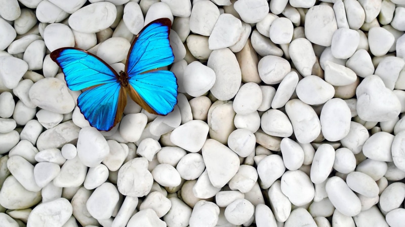 4K, blue, gravel, butterfly, stones