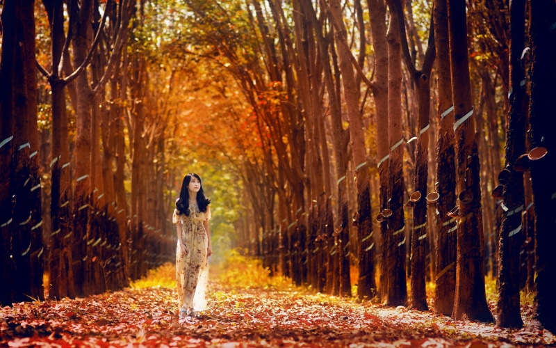 brunette, 4K, tree, girls, 2560x1600, Forest, 2K, asian