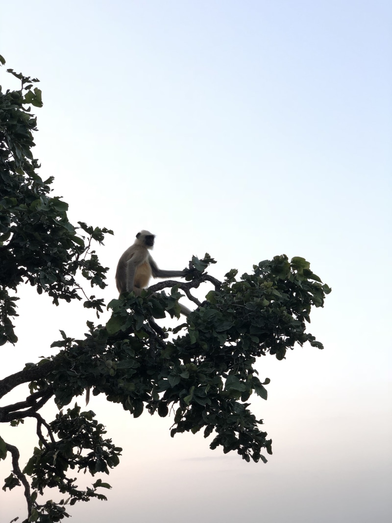 copy space, tree, one animal, growth, 4K, garadiya mahadev road, low angle view, treetop, plant, dabi, clear sky, nature, day, animals in the wild, sky