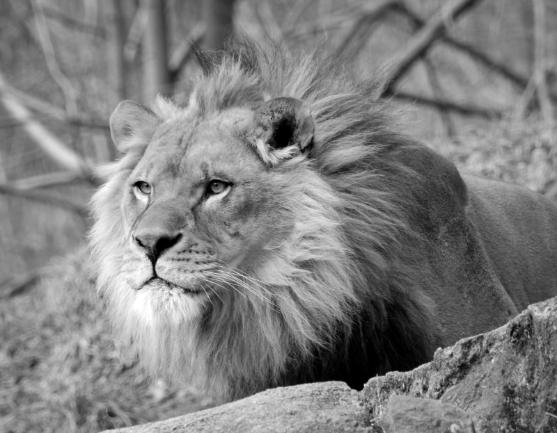2K, pittsburgh  pennsylvania, feline, wilderness Area, lioness, animals In The Wild, photography, grayscale, wildlife, zoo, danger, lion - Feline, nature