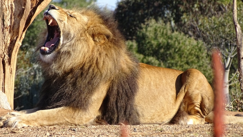 animals in the wild, one animal, day, animal wildlife, mammal, africa, lioness, carnivora, roaring lion, mane, mouth, mouth open, animal themes, melbourne