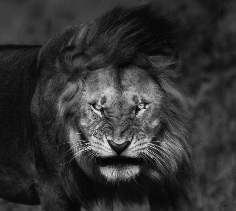 angry, big cats, nature, animals, monochrome, Fury, king, portrait, lion, 720P