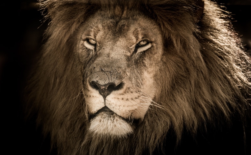 male animal, proud, animal head, vertebrate, lion, majestic, animal wildlife, mammal, mane, animal, safari, africa, portrait, brown, animal body part, animal hair