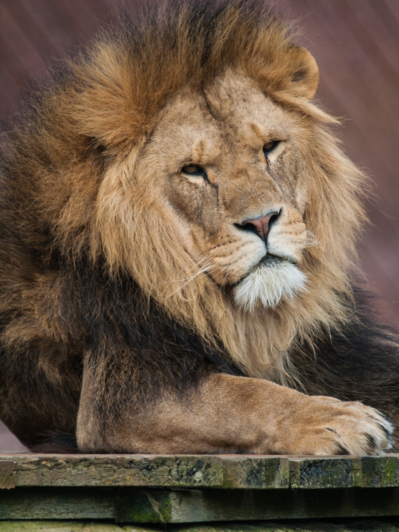 wooden, brown, mane, big Cat, mammal, 2K, africa, male Animal, trip, carnivore, panel, feline, Colchester Zoo, Olympus E-3, lion - Feline, tanzania, majestic