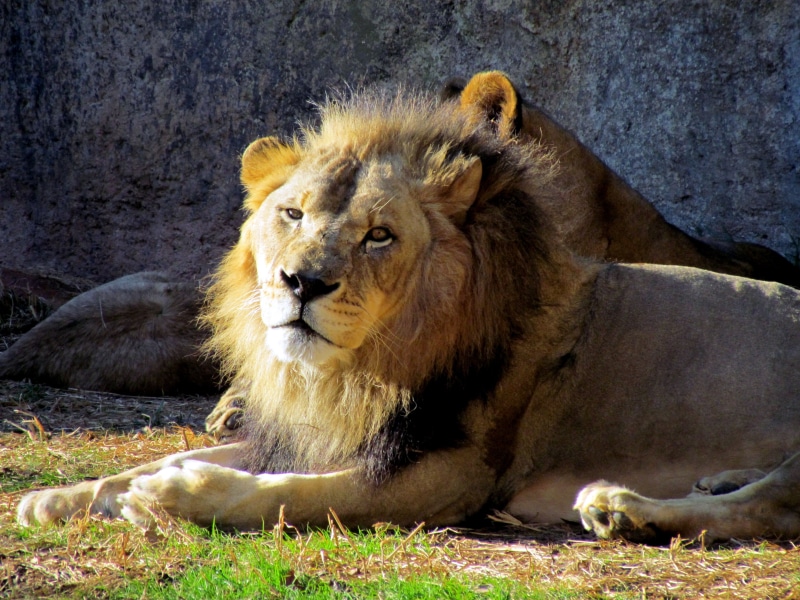 safari Animals, nature, field, NC Zoo, large, africa, 4K, Lion, kenya, grass, animal, lion - Feline, lying, nc, Asheboro NC, mammal, big Cat, Male, feline