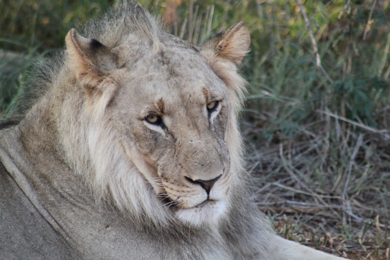 big Cat, africa, carnivore, lion, safari Animals, savannah, animal, feline, animals In The Wild, nature, tan, lion - Feline, undomesticated Cat, mammal