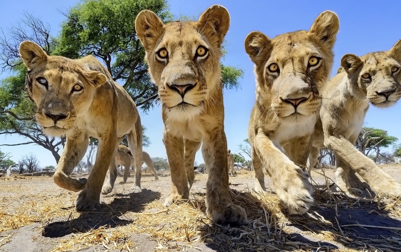 group of animals, big cats, Africa, four, lion, mammal, trees, animal head, vertebrate, animal themes, sunlight, feline, cat, animal, portrait, cubs, day