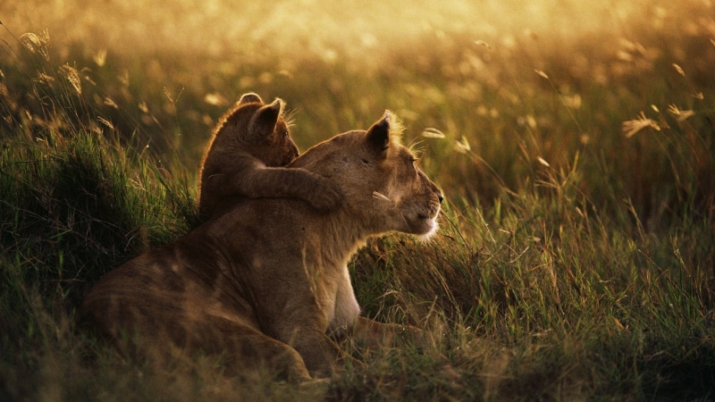 baby animals, female animal, lion, outdoors, animals, lioness, feline, animal family, animal, cat, animal wildlife, cub, photography, nature, vertebrate