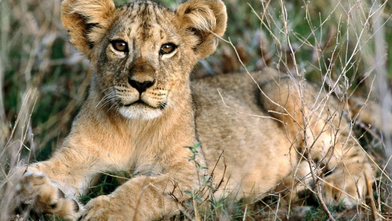 animal themes, nature, 1080P, lion, feline, lion - feline, lioness, animal, undomesticated cat, one animal, mammal, vertebrate, no people, animals, focus on foreground