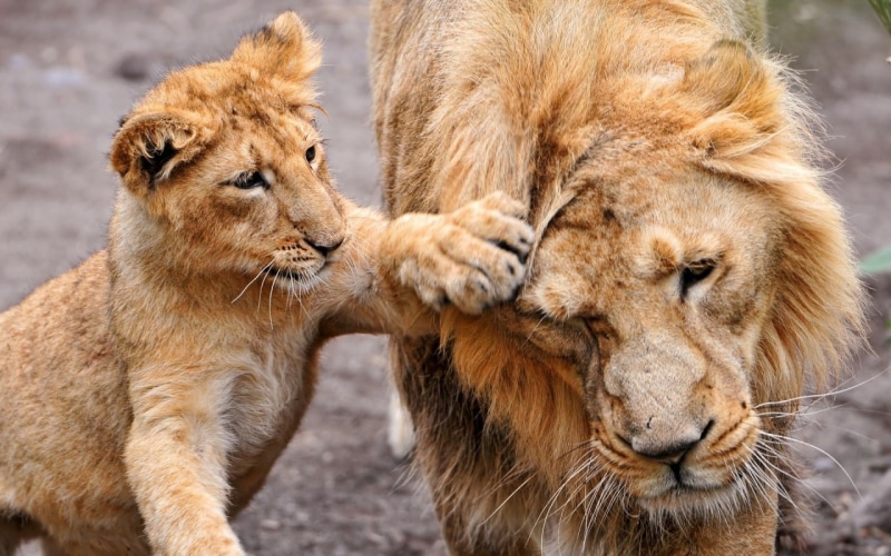 fur, yellow, yellow fur, small lion, lion, big, small, big cat, naughty, cat, 720P