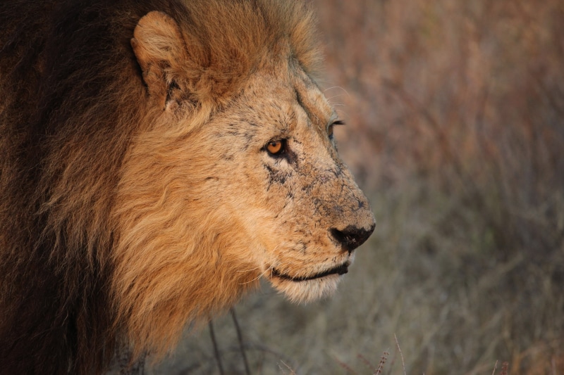feline, mammal, mane, big Cat, Pride, savannah, daytime, Scratches, Lion, male, Okavango  Delta, Elder, nature, Face, carnivore, lion - Feline, serengeti National Park