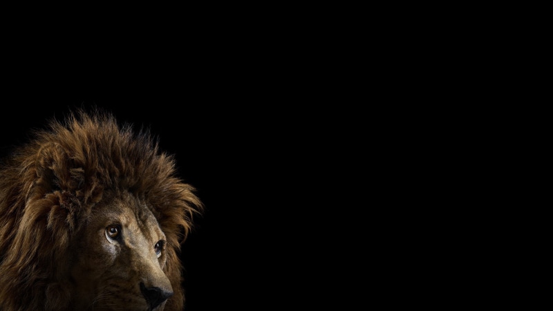 black background, mammals, animal head, pets, background, 2K, looking at camera, animal themes, copy space, mane, animal body part, animal wildlife, lion