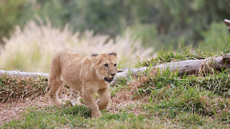 animals in the wild, lion - feline, animal wildlife, cub, grass, lion cub, animal, baby animals, lion, animal themes, mammal, brown, cat, 1080P, plant