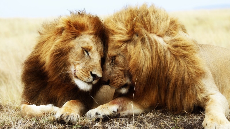 relaxation, 1080P, no people, lion - feline, animal, animal themes, togetherness, group of animals, animals in the wild, lion, vertebrate, animal wildlife