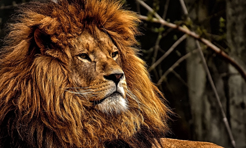 zoo, big, dangerous, cat, mane, male, predator, lion, 2K