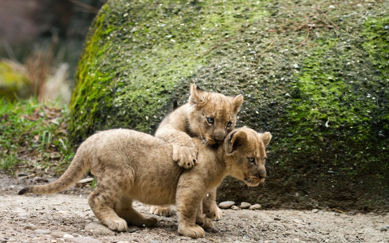 2K, lion, cub, hd, animals
