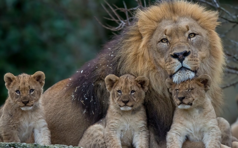 1080P, Cubs, Lion, brown