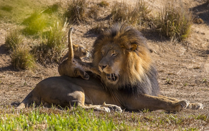 cub, hd, animals, lion, 1080P