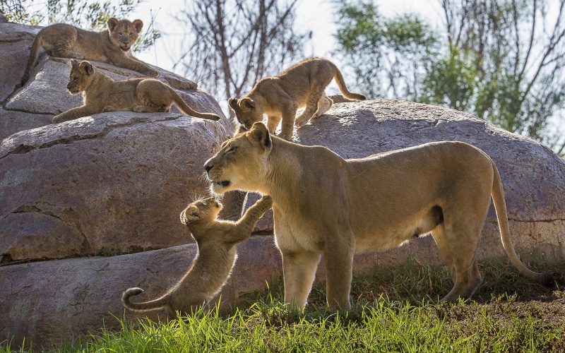 hd, 1080P, lion, cub, animals