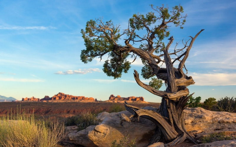 Arches National Park, 1080P, pine, tree, Utah, Ancient pine tree, ancient