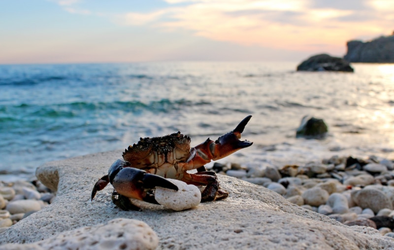 Yandex pictures, claws, Eriphia spinifrons, sand, 4K, Crabs, waves, rocks, Hall of Fame, Sea, crab, brown, beach