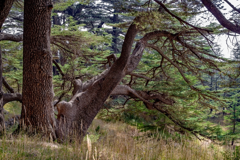 5K, mountain, countryside, land, cedar, wood, mammal, nature, animals in the wild, forest, tree trunk, animal, ancient, branch, tranquil scene, day, trunk