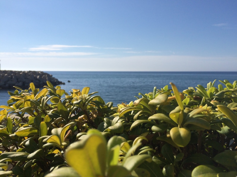 2K, bcd, yacht club, no people, horizon, ocean, leaf, horizon over water, outdoors, plant part, land, tranquil scene, beach, plant, freshness, blue, lebanon