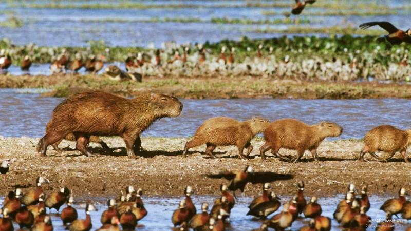 2K, capybara, venezuela, Animals