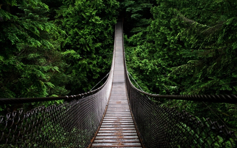 photography, tree, fence, road, direction, trees, land, outdoors, 1080P, footbridge, nature, the way forward, bridge - man made structure, plant, no people