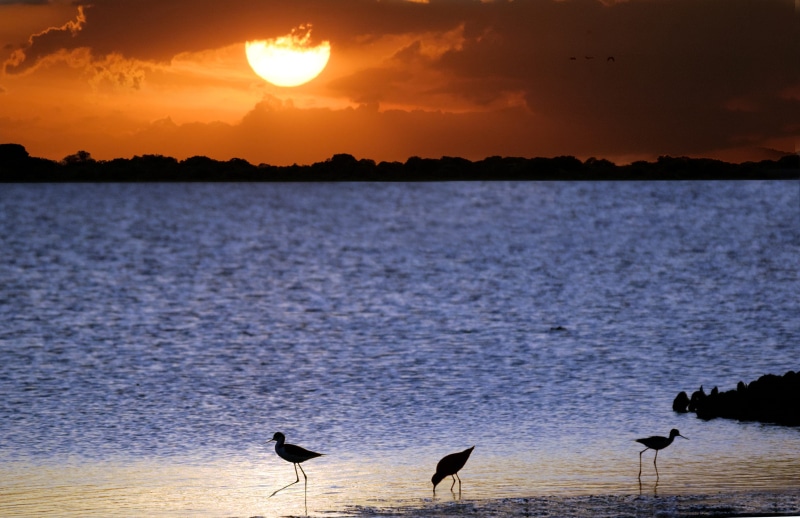 tranquil scene, animal themes, marsh, vertebrate, no people, animal, group of animals, fauna, animal wildlife, stilt, llanos, sunset, sun, beauty in nature
