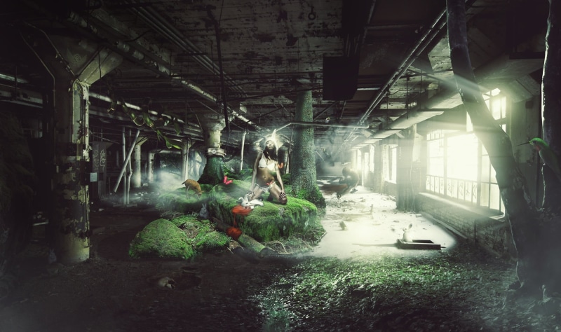 The White, Chasing, girl, BossLogic, 1080P, Rabbit, rabbits