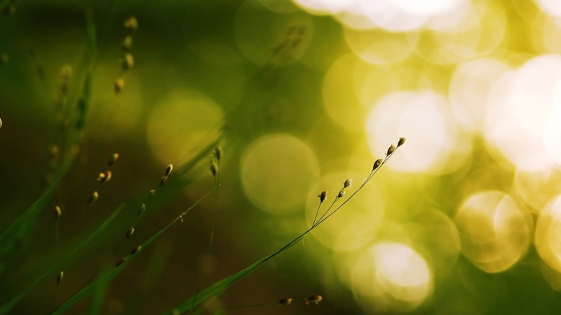 art, selective focus, px, green color, animal, dew, leaves, macro, x, focus on foreground, no people, water, tranquility, plant part, defocused, day, hd