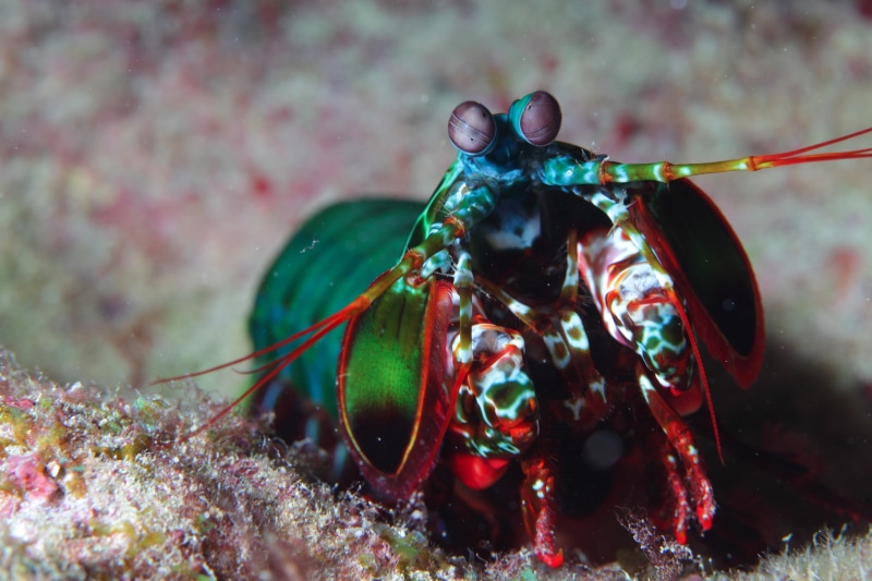 mantis shrimp, 5K, animals