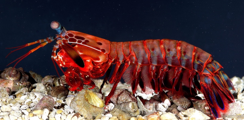 photo, invertebrate, red, water, odontodactylus, mantis shrimp, sea, seafood, nature, animal wildlife, outdoors, scyllarus, sea Life, Peacock Mantis Shrimp