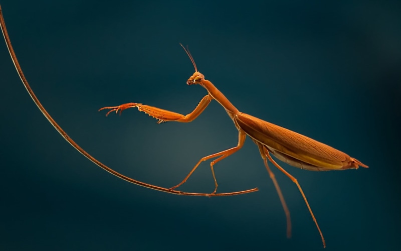 insect, animal antenna, animals in the wild, 1080P, animal, beauty in nature, brown, black background, animal wildlife, studio shot, macro, nature, mantis