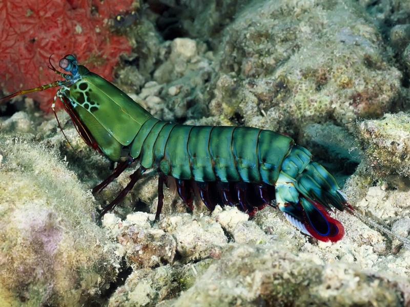 close-up, shrimp, creature, no people, mantis shrimp, animal wildlife, beauty in nature, sea life, 720P, animal themes, animals in the wild, rock, nature