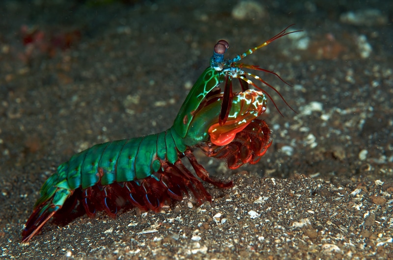 2K, Animal, Mantis Shrimp