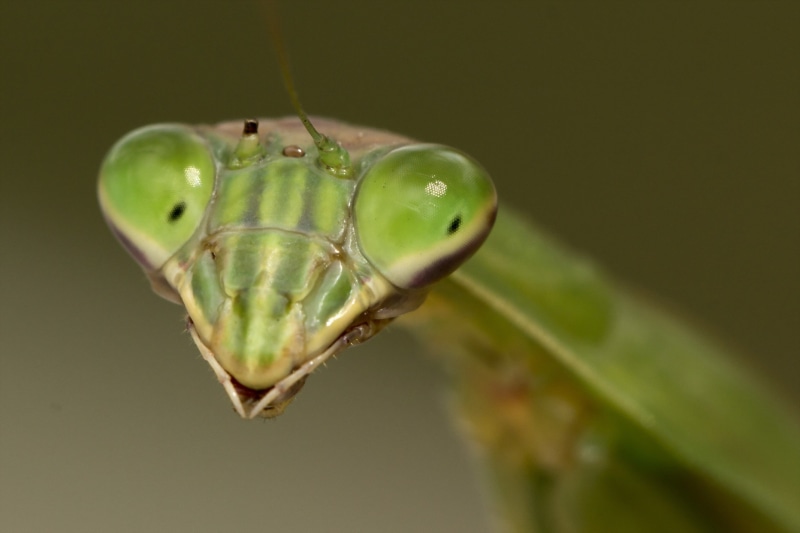 close-up, zoology, macro, praying mantis, plant, nature, animals, animal body part, studio shot, animal wildlife, animal eye, animal head, invertebrate