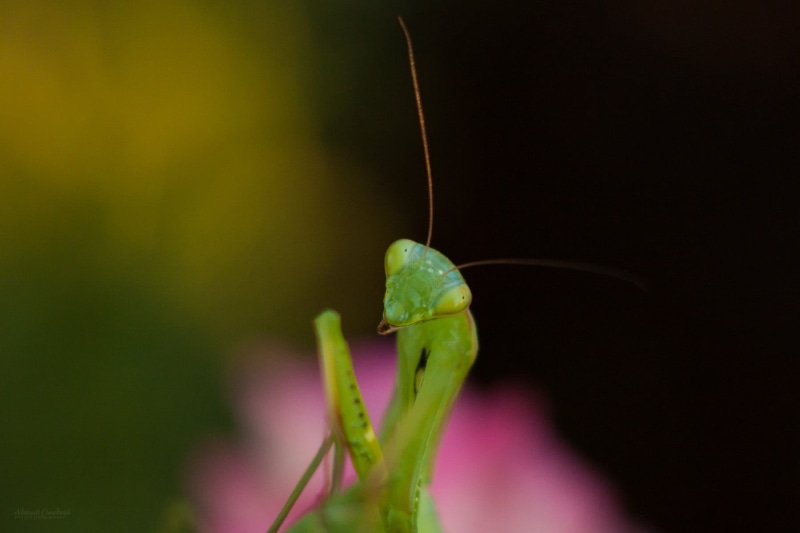 one animal, green color, macro, no people, animal, beauty in nature, mantis, close-up, animal body part, animal themes, focus on foreground, black background