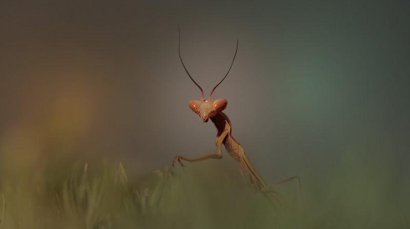 animal body part, day, insect, animal, animal themes, green color, focus on foreground, mantis, one animal, animals, arthropod, no people, outdoors, close-up