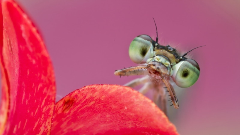 insect, animals, 1080P, Praying Mantis