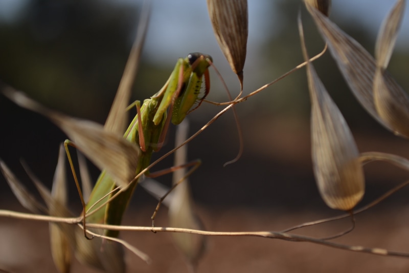 wildlife, plant, outdoors, animal themes, invertebrate, backgrounds, vertebrate, praying Mantis, focus on foreground, green, leaf, stem, grasshopper, insect