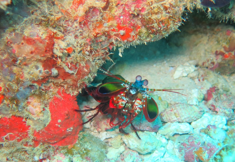 shrimp, animal, poisonous, Shrimp, undersea, animal wildlife, marine, one animal, Crustacean, diving, animals in the wild, water, coral, invertebrate, underwater