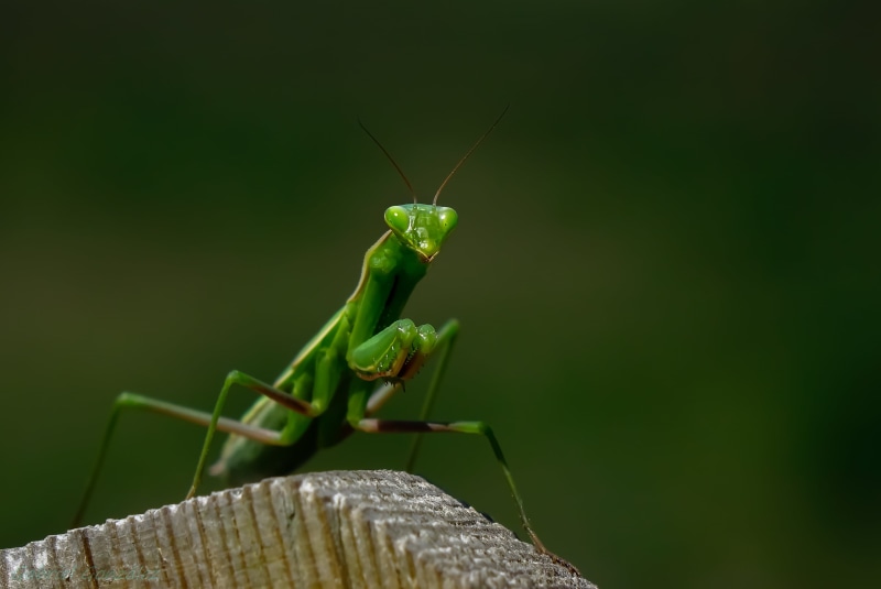 carnivore, RX, close-up, macro, animals, Photo, Xelo, praying Mantis, wildlife, 2K, nature, insect, invertebrate, green, praying, animal Leg, Coruña, animal