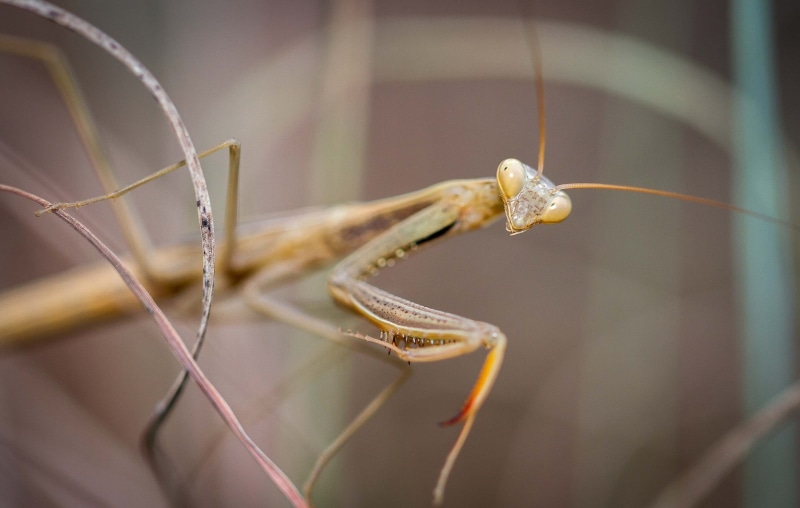 animal, grasshopper, zoology, invertebrate, animal antenna, close-up, insect, focus on foreground, animal eye, animal themes, outdoors, day, selective focus
