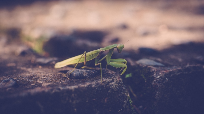 one animal, plant, no people, plant part, animal body part, outdoors, selective focus, insect, close-up, mantis, small, nature, day, animals in the wild