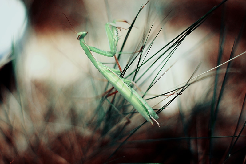 fragility, animal themes, selective focus, nature, outdoors, no people, beauty in nature, twig, plants, focus on foreground, tranquility, one animal, plant