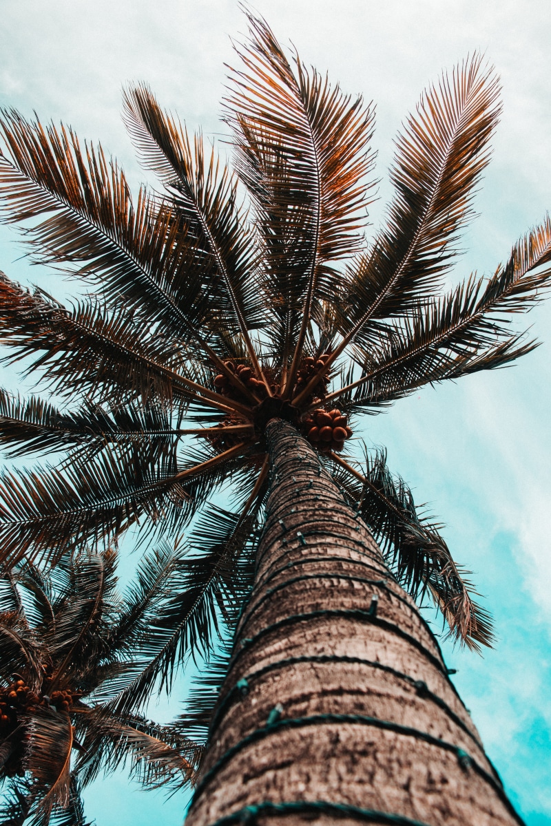day, iphone, iphone background, street, palm tree, low angle view, coconut palm tree, icon, outdoors, leaf, growth, tree trunk, bird, palm leaf, trunk